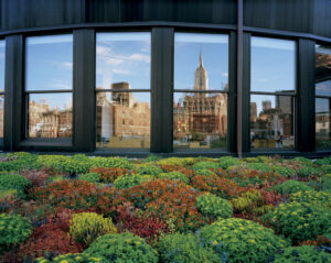 Green Roofs NG photo