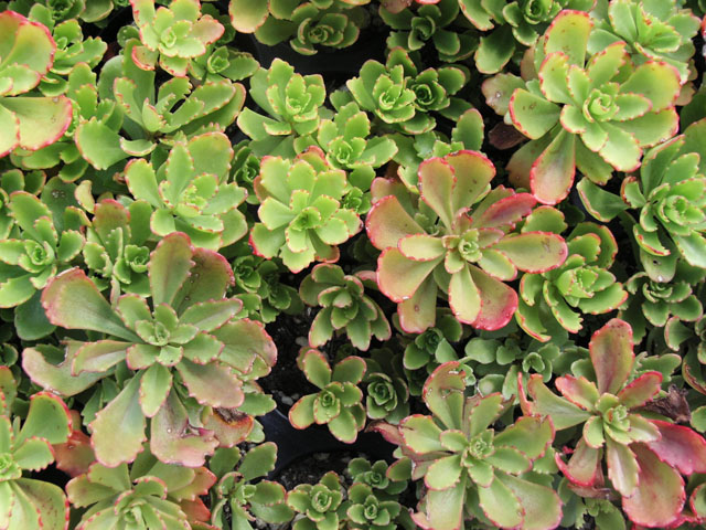 Sedum hybr. Immergrünchen