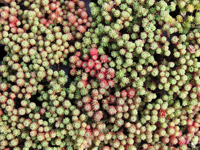 Sedum Lydium