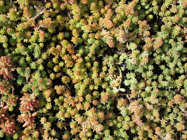 Sedum Sexangulare