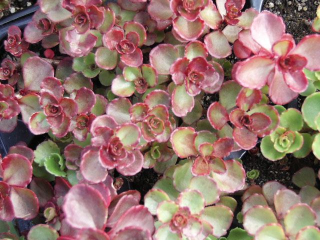 Sedum Spurium Fuldaglut
