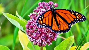 butterfly-580x326