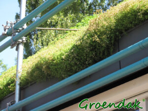 sedum over de dakrand