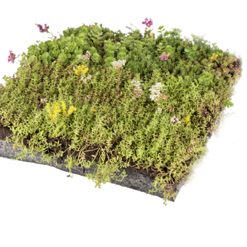 Sedum cassette ReadyRoof