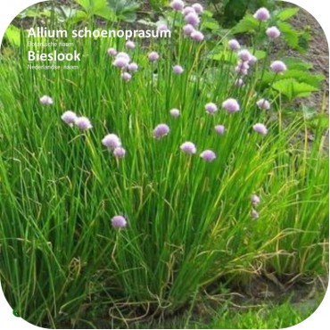 Allium schoenoprasum