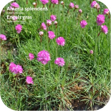 Ameria splendens – Engels gras