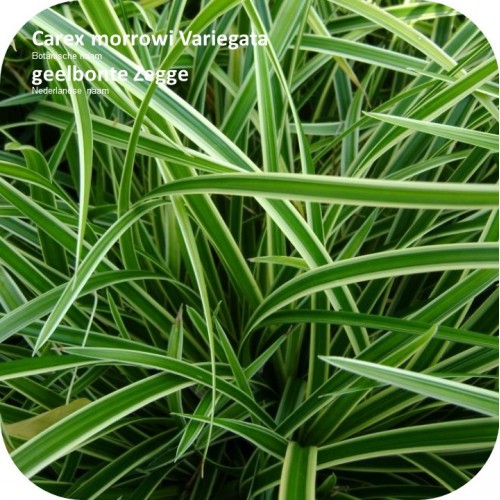 Carex morrowii ‘Variegata’ – Zegge