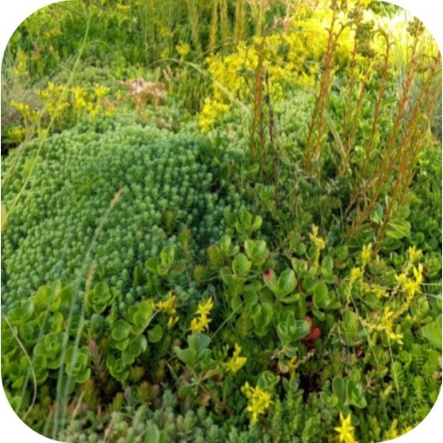 Biomix sedum fleur en kleur