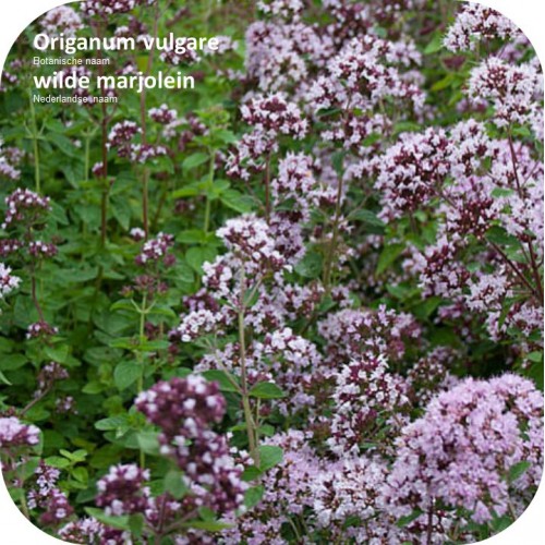 Origanum