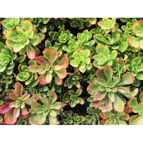 Sedum Spurium Rosea Gold