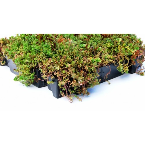 Sedum cassette pakket