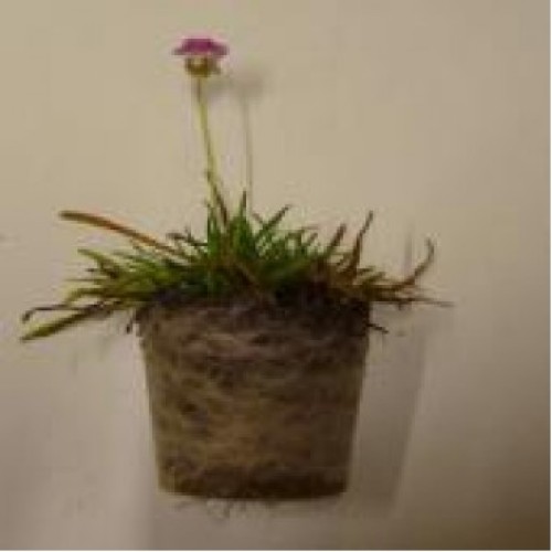 Kruidenplantjes