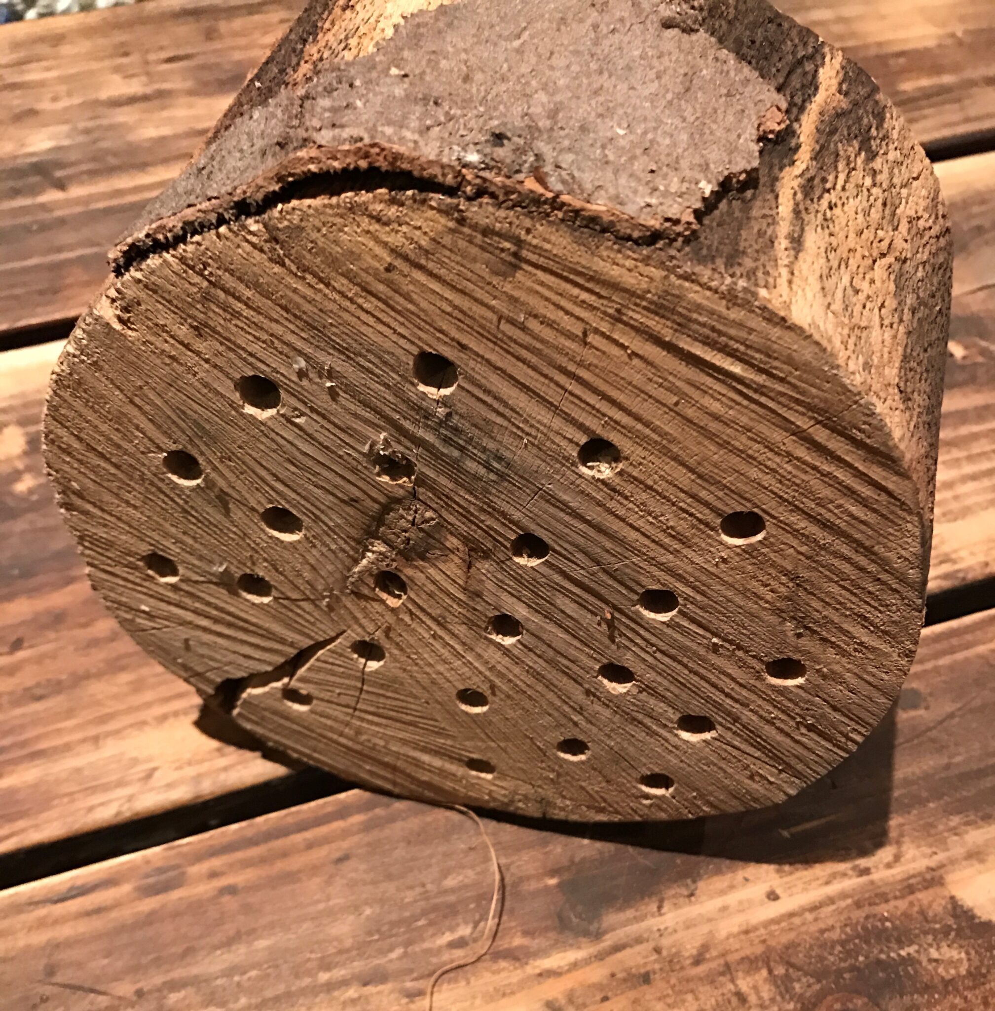 Insectenblok