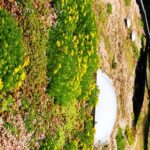Productcategorie Sedum