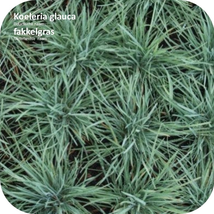 Koeleria glauca